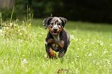 BEAUCERON - PUPPIES 308